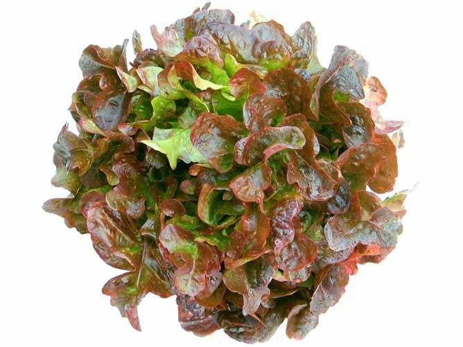 Дубовый салат бывает зеленых и красных оттенков